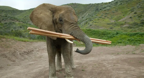Iedere-Dag-Beter in de bouw is als een olifant eten